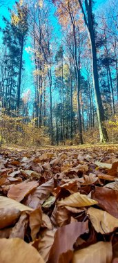 Dağlarda sonbahar ormanı