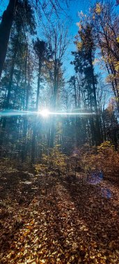 Ağaçlı ve güneşli sonbahar ormanı. sonbahar sezonu.