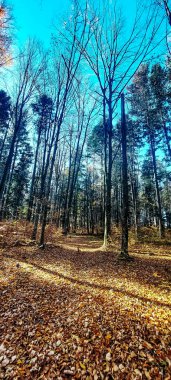 Ağaçlar ve ormanlarla dolu sonbahar manzarası