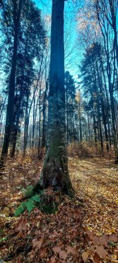 Ormandaki bir ağacın dikey görüntüsü