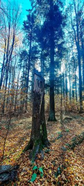 Sonbaharda güzel bir orman. sonbahar arkaplanı.