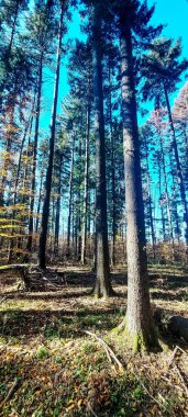 Ormandaki sonbahar ormanı