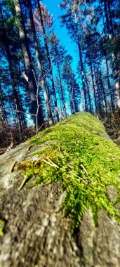 Ağaçları ve yeşil otları olan güzel bir manzara.