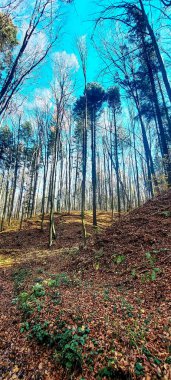 Sonbaharda ormandaki ağaç ve bitkilerin dikey görüntüsü.