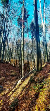 Ormanın güzel manzarası