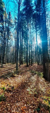 Ağaçlı sonbahar ormanı