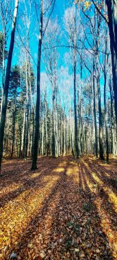 Ormanda sonbahar manzarası