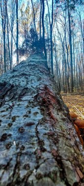 Ormandaki ağaç kütüğü