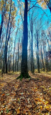 Ağaçlar ve yapraklarla dolu sonbahar manzarası