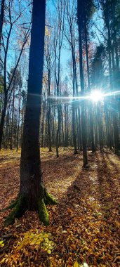 Sonbahar ormanı, doğa geçmişi.