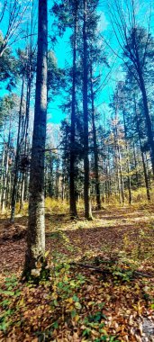 Ağaçlar ve yapraklarla dolu sonbahar ormanı