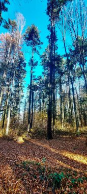 Ormanda sonbahar, yapraklı ağaçlar, sonbahar mevsimi