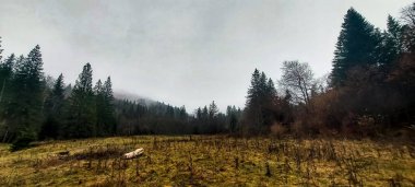 Ağacı ve ormanı olan güzel bir manzara.