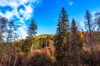 Ağaçlarla ve mavi gökyüzüyle sonbahar manzarası