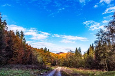 Ağaçlar ve ormanlarla dolu güzel sonbahar manzarası