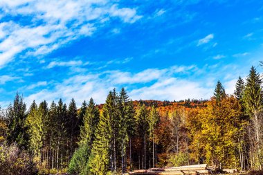 Güzel sonbahar ormanı Ağaçlar ve mavi gökyüzü