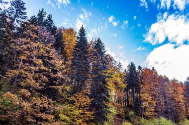 Dağlardaki renkli sonbahar ormanı, Slovakya