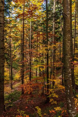 Renkli ormanlar ve devrilmiş ağaçlarla dolu sonbahar manzarası