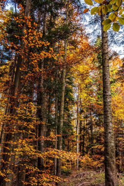 Renkli sonbahar yaprakları ve ormanlarıyla güzel bir manzara.