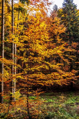 renkli sonbahar ağaçları orman