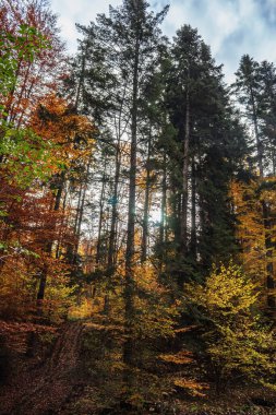 Ağaçlar ve yapraklarla dolu sonbahar ormanı