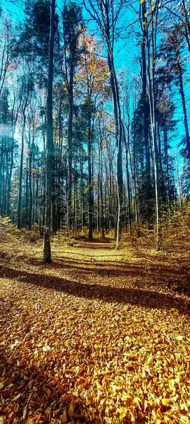 Ağaçlar ve yapraklarla dolu sonbahar manzarası