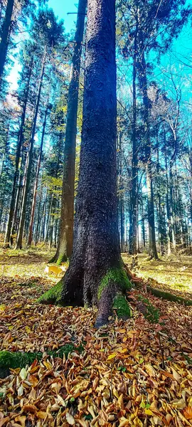 Parktaki güzel sonbahar ormanı