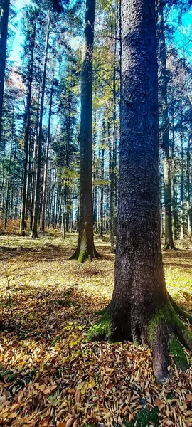 Ağaçlar ve yapraklarla dolu sonbahar ormanı