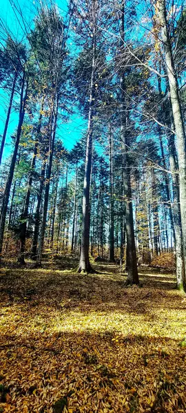 Güzel bir sonbahar manzara