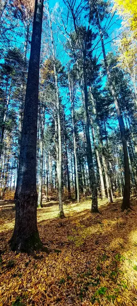 Sonbaharda ormanın güzel manzarası