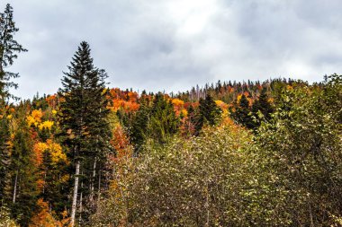Dağlarda sonbahar renkleri, Colorado.