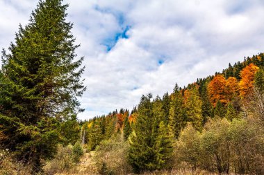 Renkli sonbahar ağaçları ile sonbahar manzarası