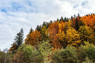 Sonbahar orman ve dağlar