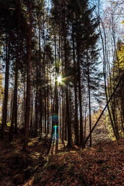 Ormanda sonbahar. Sonbahar yaprakları yerde..