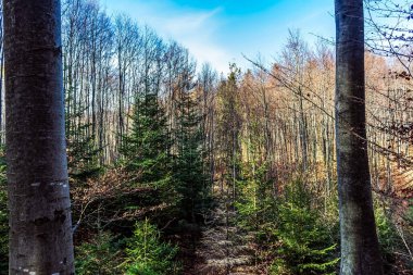 Doğanın güzel manzarası