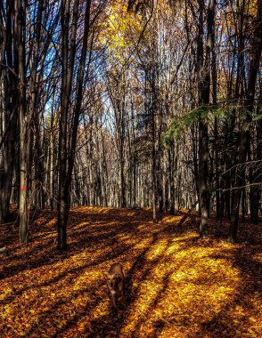 Ağaçlar ve yapraklarla dolu sonbahar ormanı