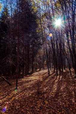 güneşli bir sonbahar ormanda