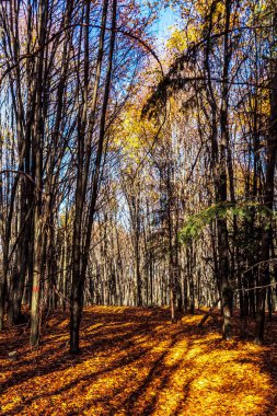 Ağaçlı güzel sonbahar manzarası