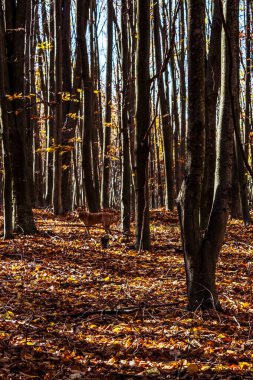 Ağaçlar ve yapraklarla dolu sonbahar ormanı