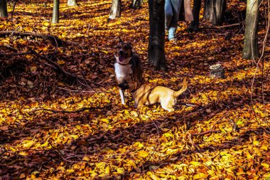 sonbahar ormanın yürüyüş köpek