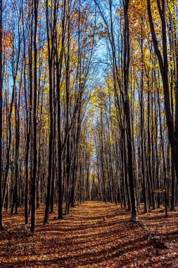 Sonbahar Orman ve ağaç