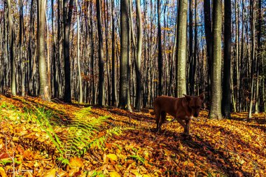 Ormanda yürüyüşe çıkmış bir köpek.