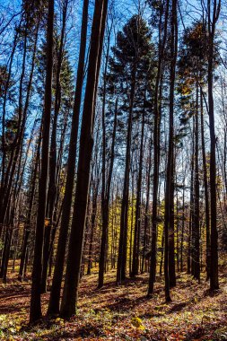 Yaprakları ve mavi gökyüzü olan güzel sonbahar ağaçları
