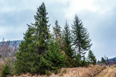 Dağlardaki ağaçların arka planında güzel bir orman