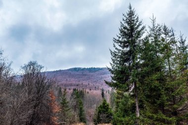 Önünde bir ağaç olan güzel dağ manzarası