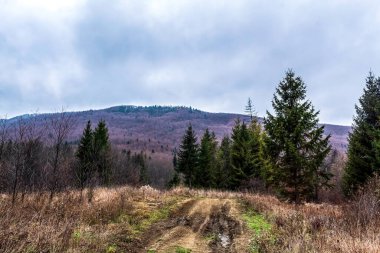 Ağaçlar ve ormanlarla dolu güzel bir manzara.