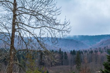 Dağlardaki ormanın güzel manzarası.
