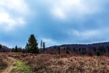 Ormandaki güzel bir sonbahar manzarasının dikey çekimi.