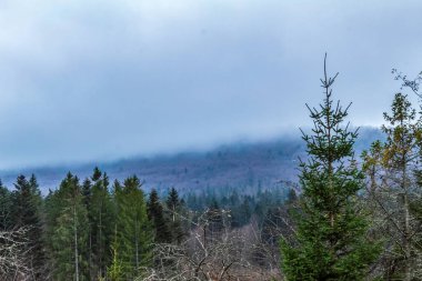 Dağlı bir ormanın dikey görüntüsü.