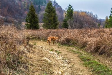 Sonbahar ormanında dağ köpeği